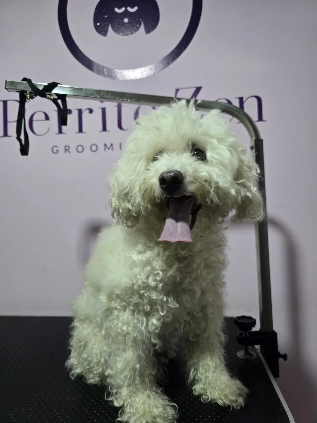 Caniche blanco feliz después de su baño y corte en Perrito Zen, Antofagasta