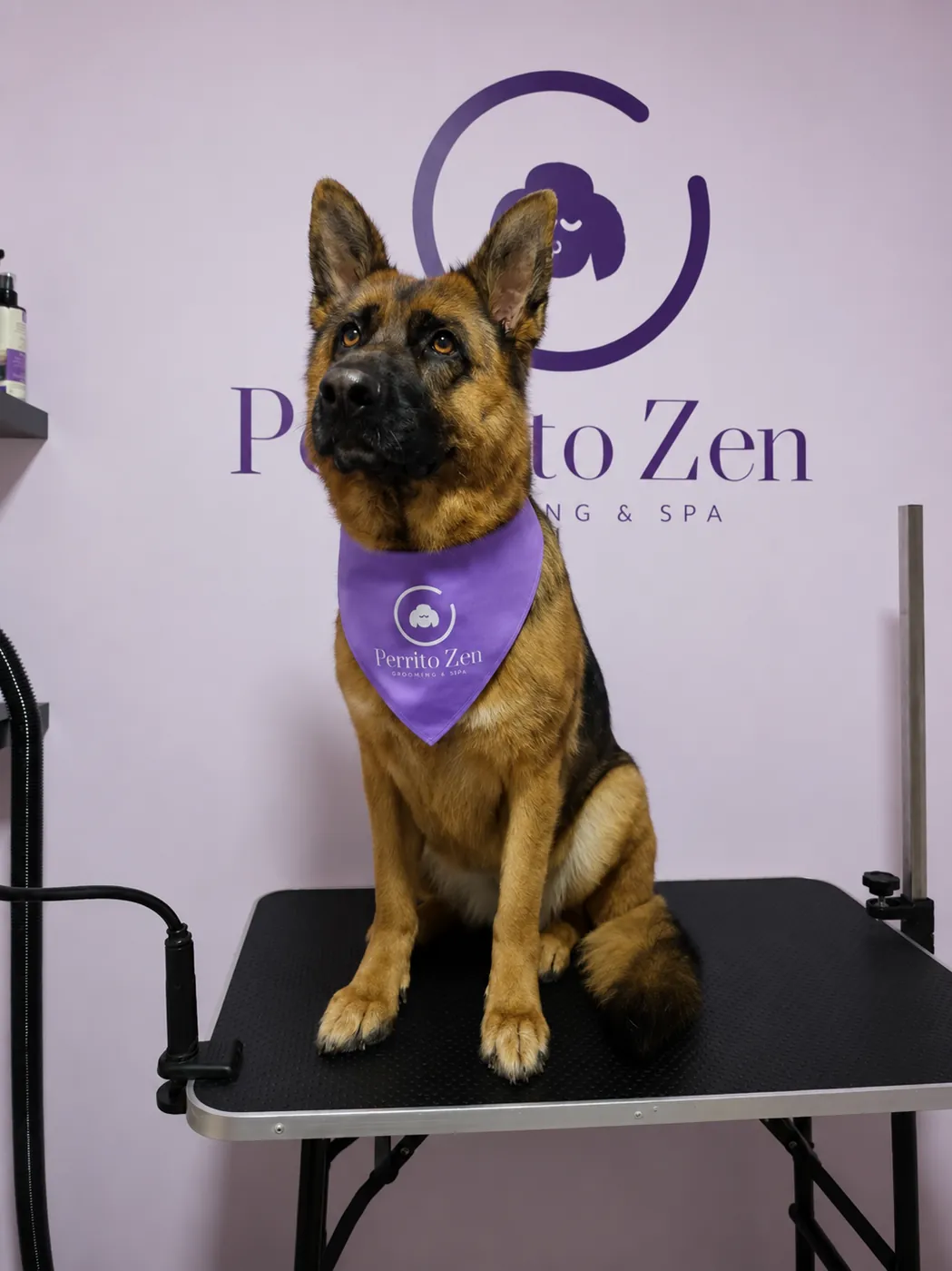 Pastor Alemán cepillado y limpio con pañuelo de Perrito Zen, Antofagasta
