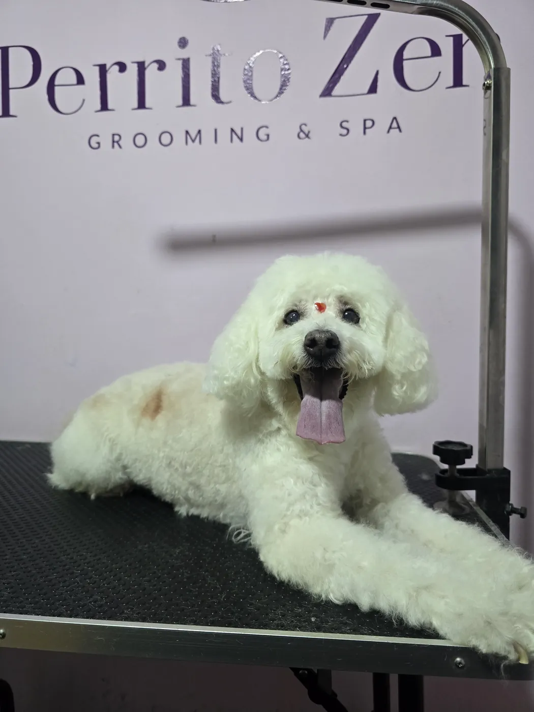 Poodle blanco relajado y contento tras su sesión de spa canino