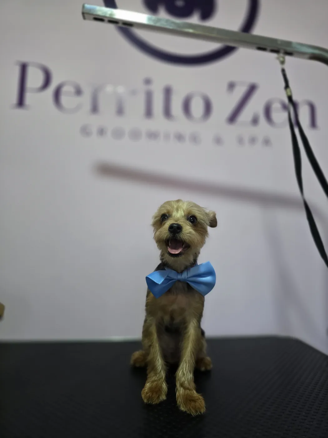 Yorkshire Terrier recién peluqueado con corbatín azul en Perrito Zen, Antofagasta