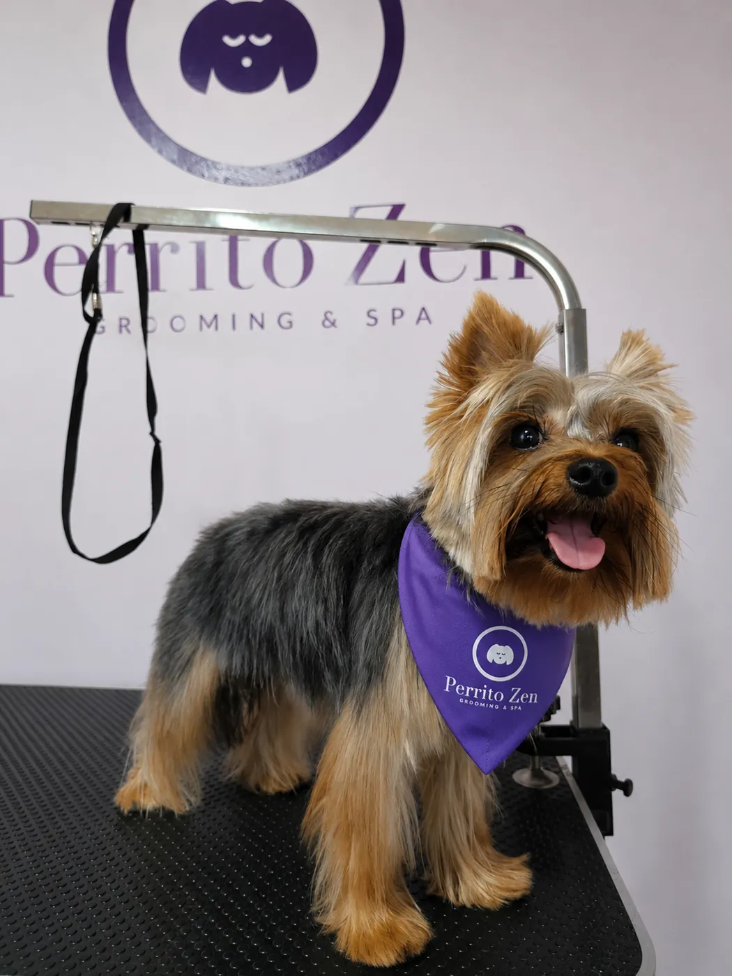 Yorkshire Terrier sonriente con pañuelo morado después de su corte en Perrito Zen