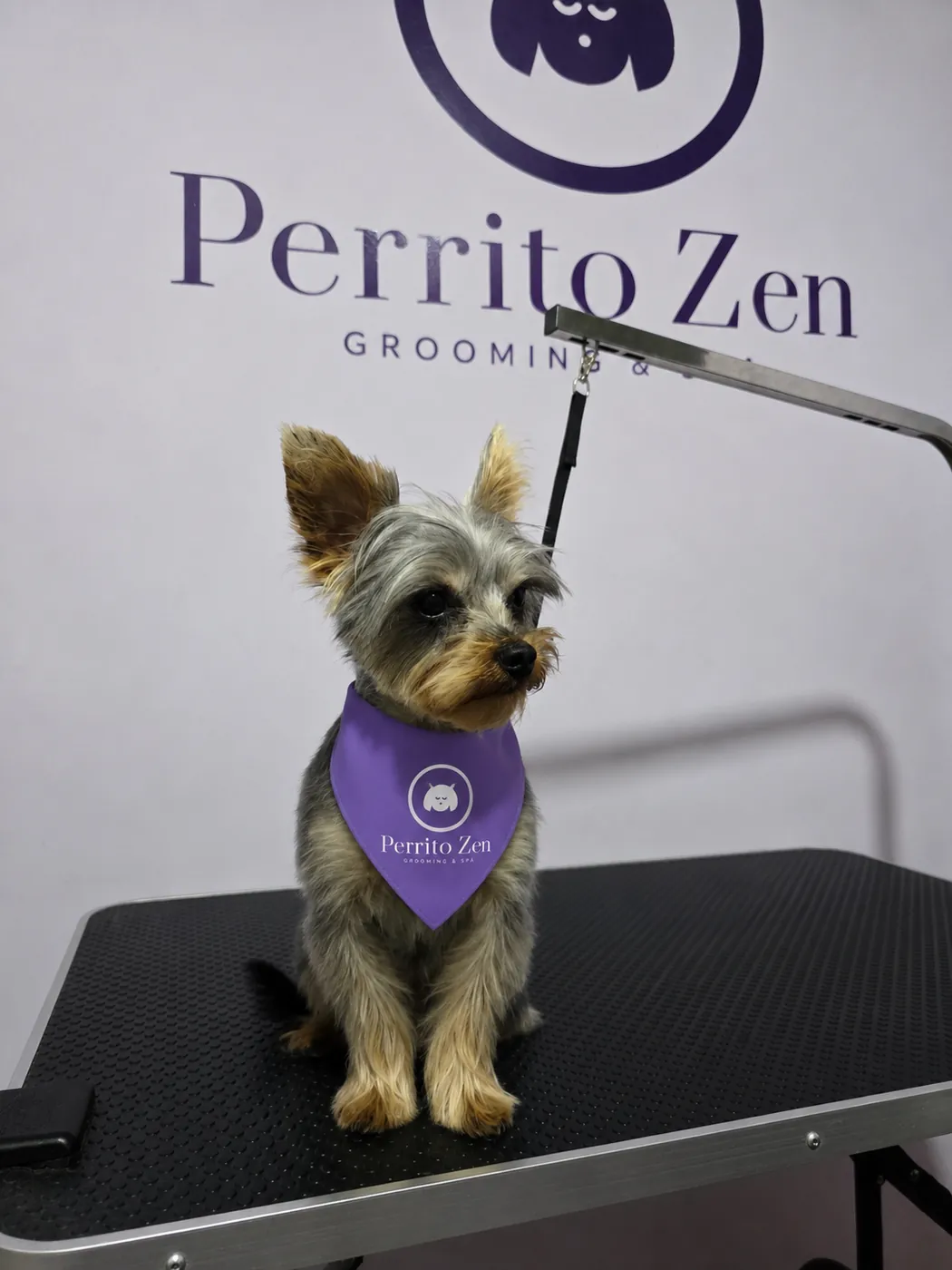 Yorkshire Terrier con pañuelo de Perrito Zen listo tras su grooming
